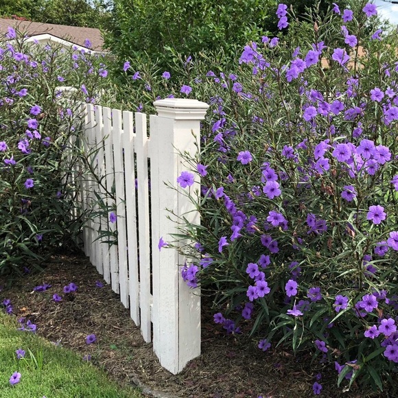 10+ extras free! Mexican Petunia Tall - Ruellia live bare rooted plants!  Hardy! - Picture 1 of 6